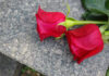 Two red roses on a gray stone surface