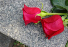Two red roses on a gray stone surface