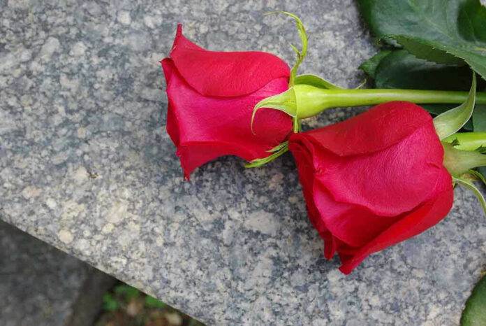 102318856 Two red roses on a gray stone surface