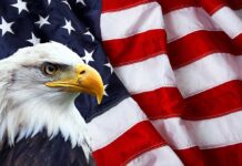 Bald eagle in front of American flag