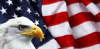 Bald eagle in front of American flag