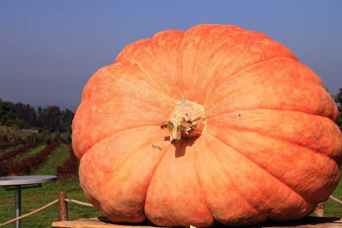 A large orange pumpkin displayed in a field