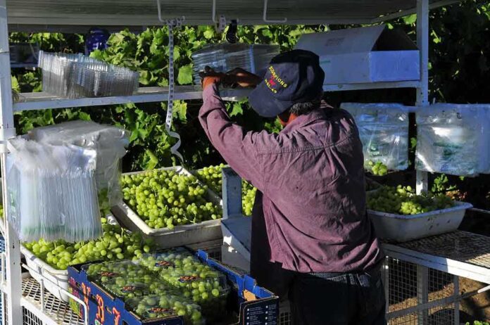 A farm worker sorting and packing green grapes in a vineyard
