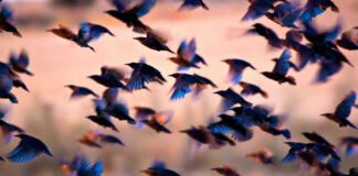 MASS Die-Off: 1,100 Birds DROP DEAD Many birds flying together at dusk.