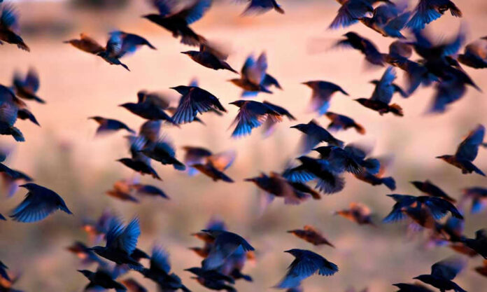 Many birds flying together at dusk.