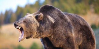 A grizzly bear roaring in a natural setting