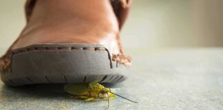 Teacher DESTROYED Over Two Words on Facebook Close-up of a shoe with an insect underneath