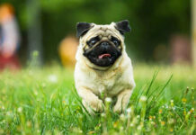 Pug running in grassy field