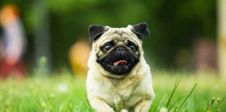 Pug running in grassy field