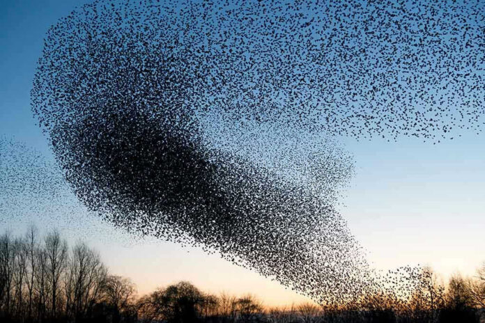 1658741647 A huge flock of birds in the sky.