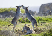 Donkeys playing on a grassy field.