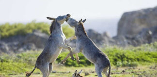 Donkeys playing on a grassy field.