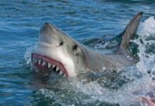 Beach Day Becomes Survival Story After Shark Bite Great white shark surfacing with open mouth