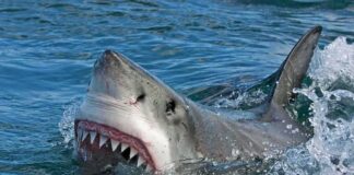 Great white shark surfacing with open mouth