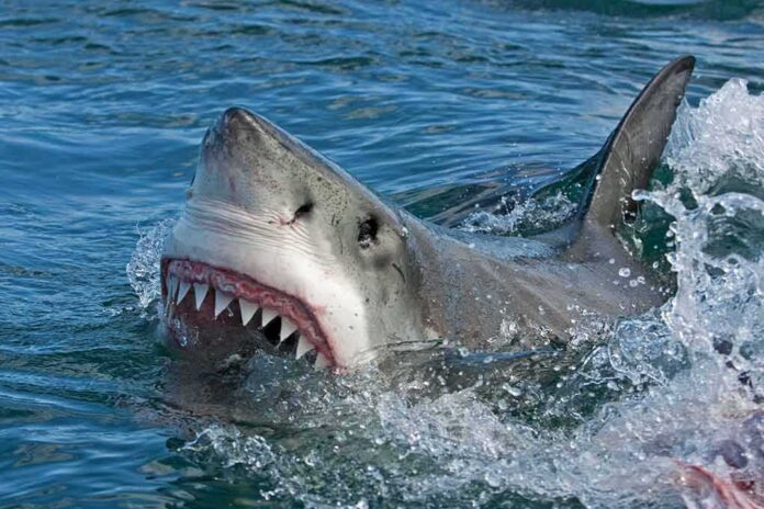 shutterstock_390021130 Great white shark surfacing with open mouth