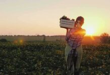 Farmer carrying a crate of vegetables at sunset in a field