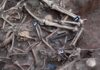 Human skeletal remains in an excavated mass grave