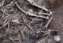 Human skeletal remains in an excavated mass grave