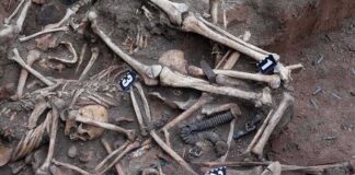 Human skeletal remains in an excavated mass grave
